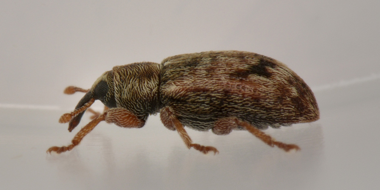 Curculionidae: Ellescus infirmus?  S !